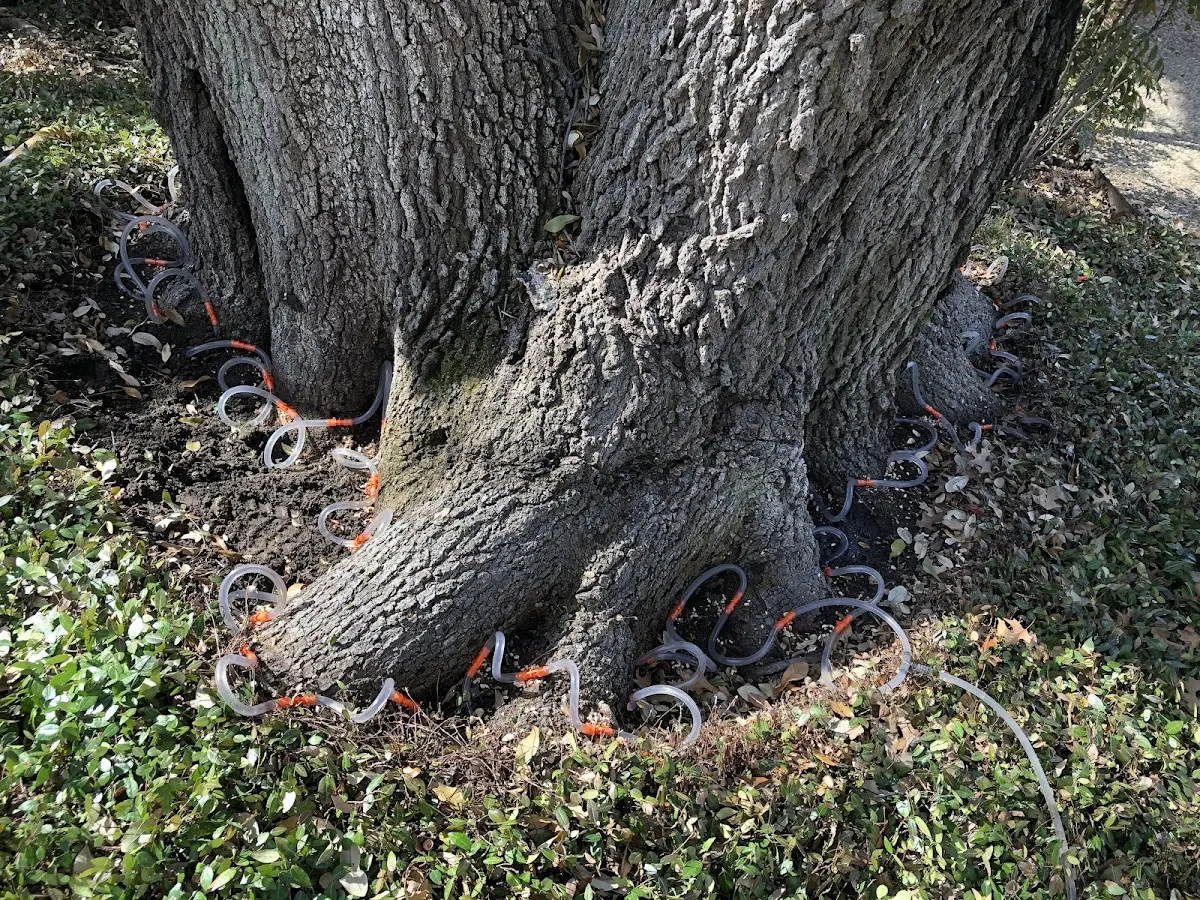 Detailed Tree Cabling and Bracing job site in Harned