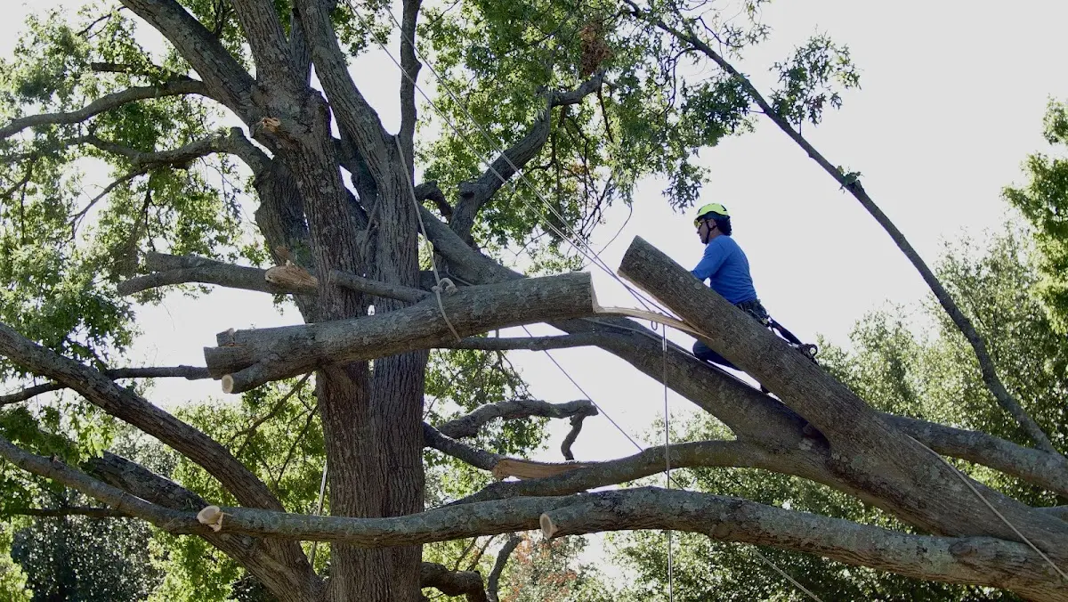 Professional Hazardous Tree Removal performed by certified arborists in Harned